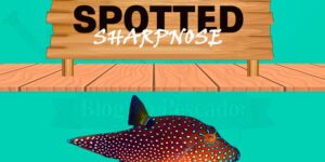 spotted sharpnose