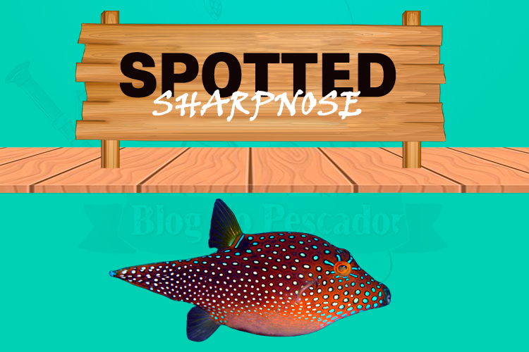 spotted sharpnose