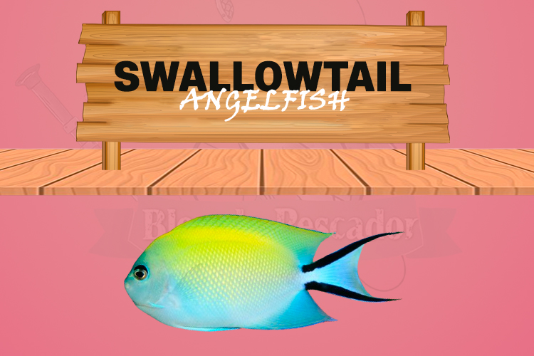 swallowtail angelfish
