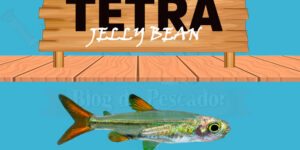 tetra jelly bean