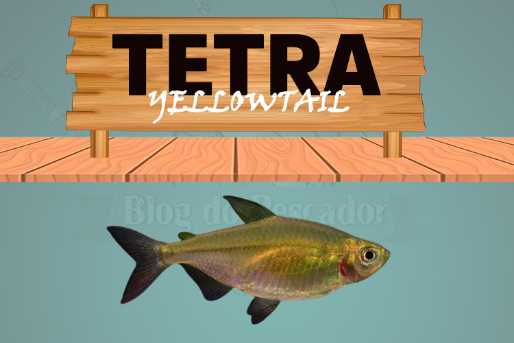 tetra yellowtail