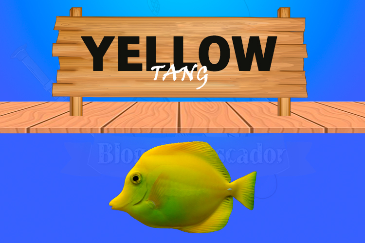 yellow tang