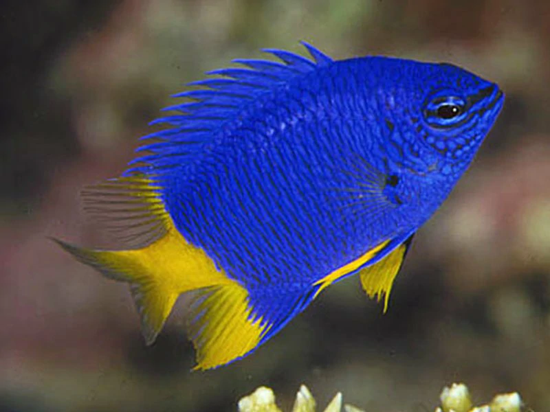yellowtail blue damselfish