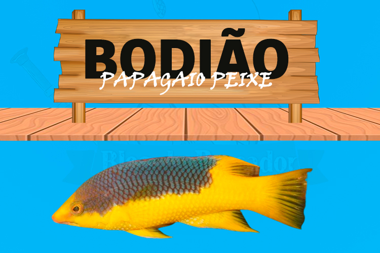 Bodiao papagaio peixe