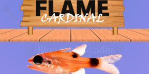 Flame Cardinal