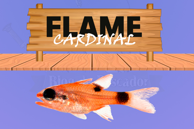 Flame Cardinal