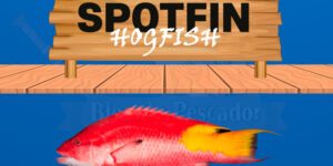 Spotfin Hogfish