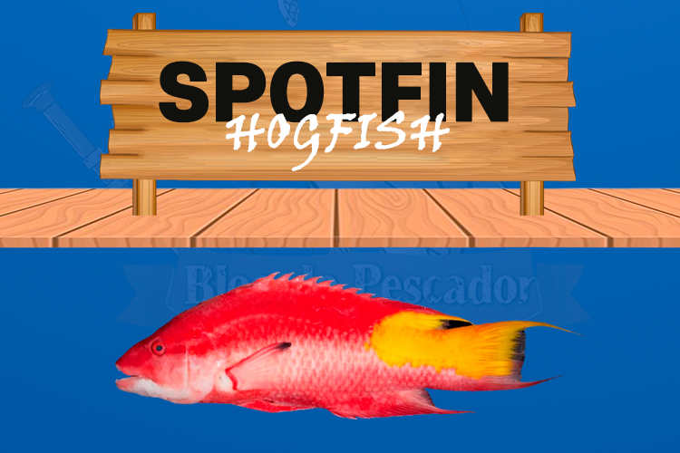 Spotfin Hogfish