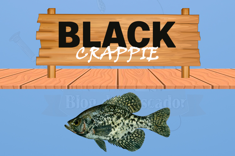 black crappie