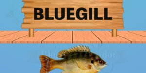 bluegill