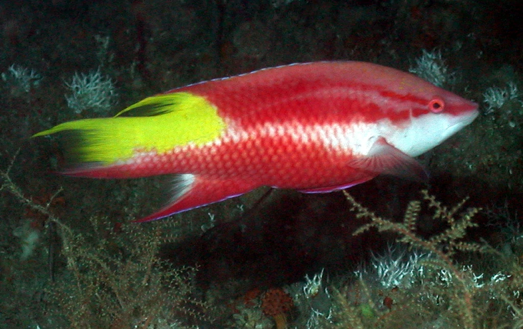 caracteristicas do spotfin hogfish