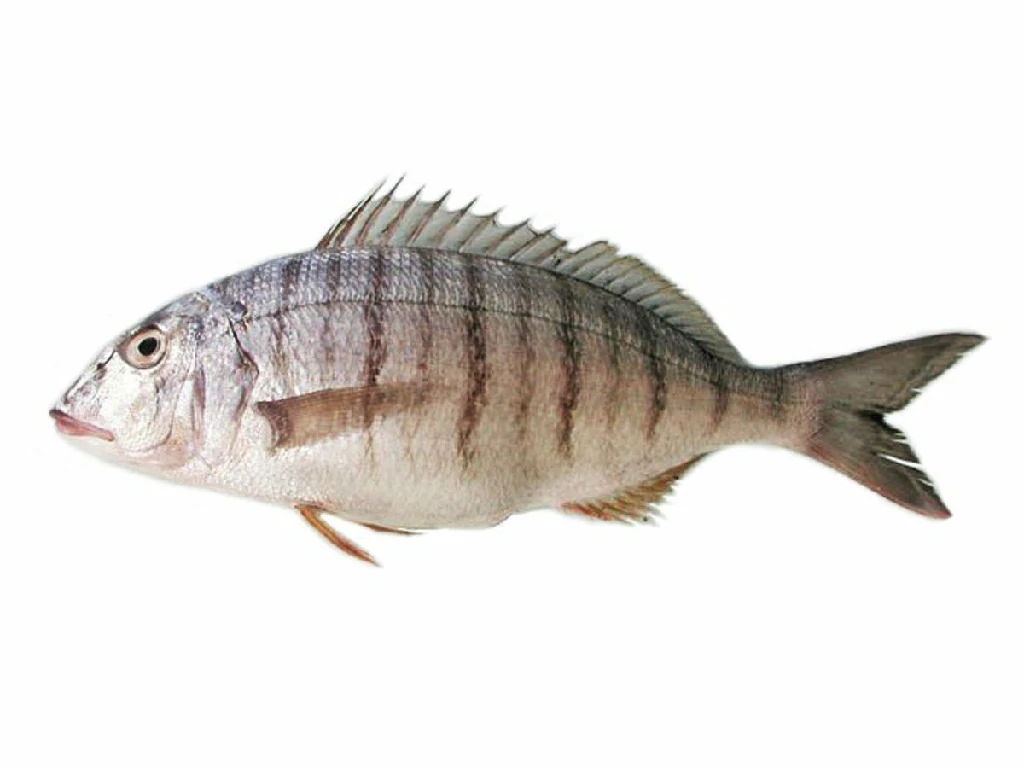 caracteriticas do peixe ferreira