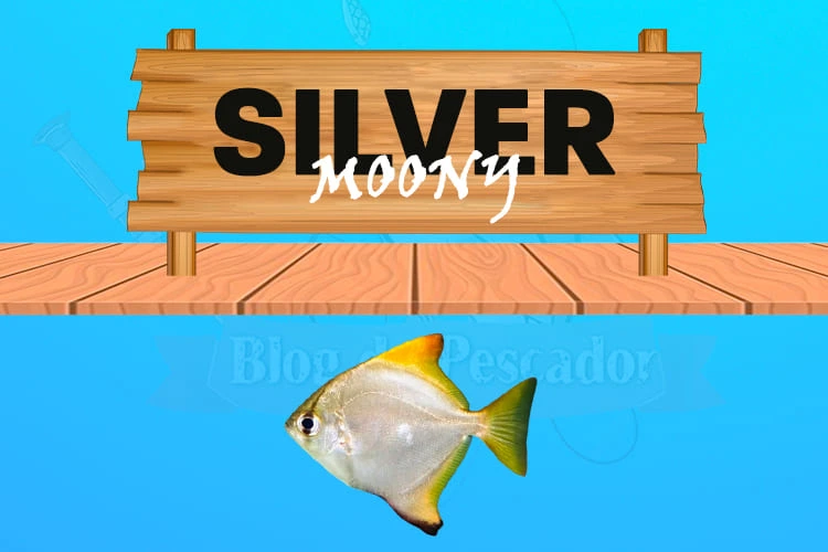 silver moony