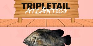 tripletail atlantico