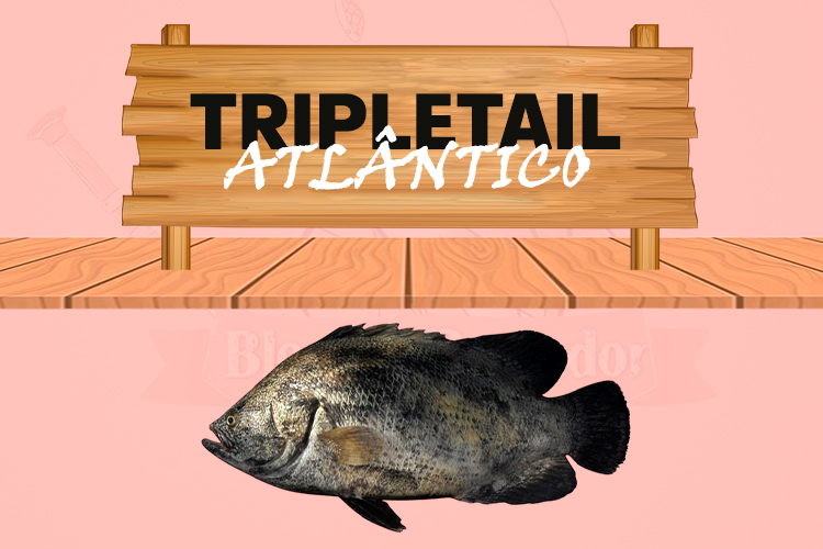 tripletail atlantico