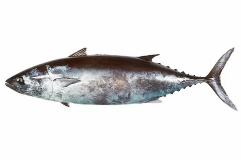 atum-foguete