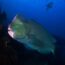 bumphead parrotfish