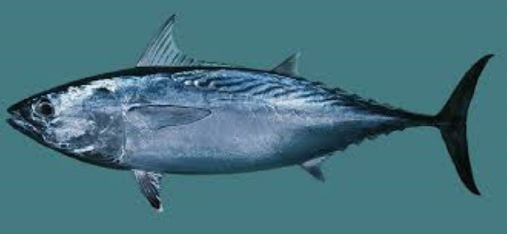 caracteristicas do atum-foguete