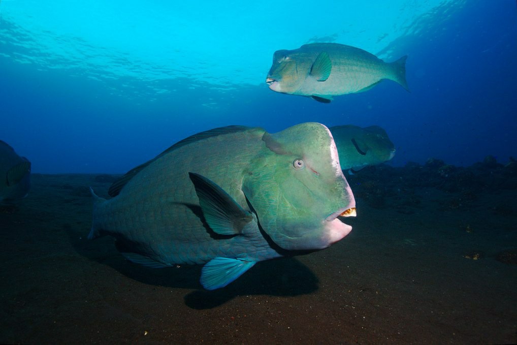 caracteristicas do bumphead parrotfish