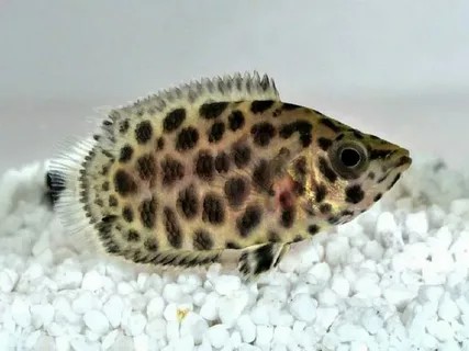 caracteristicas do peixe leopardo