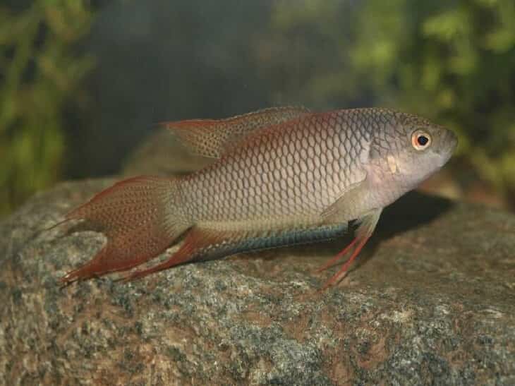 carcateristicas do red-backed paradise fish