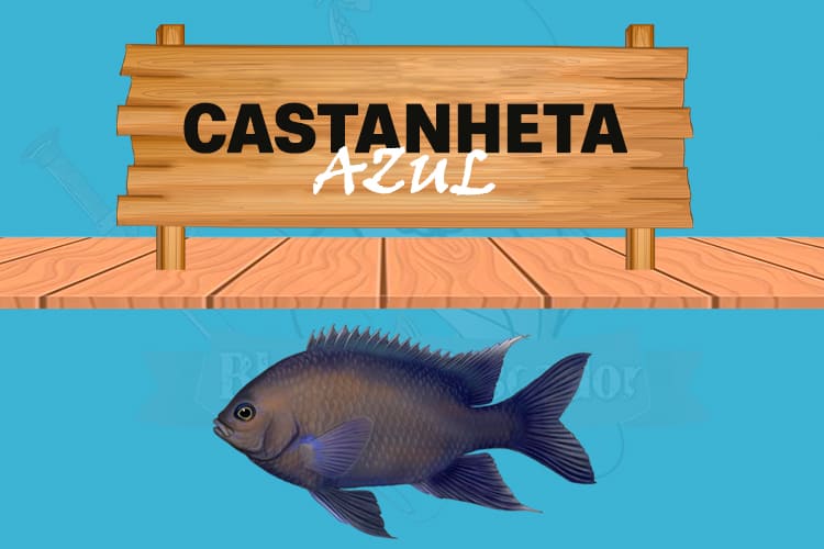 castanheta azul peixe