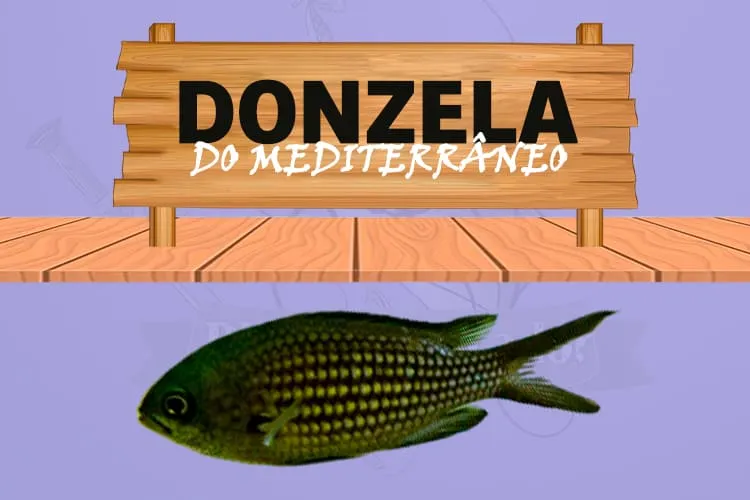 donzela do mediterrâneo