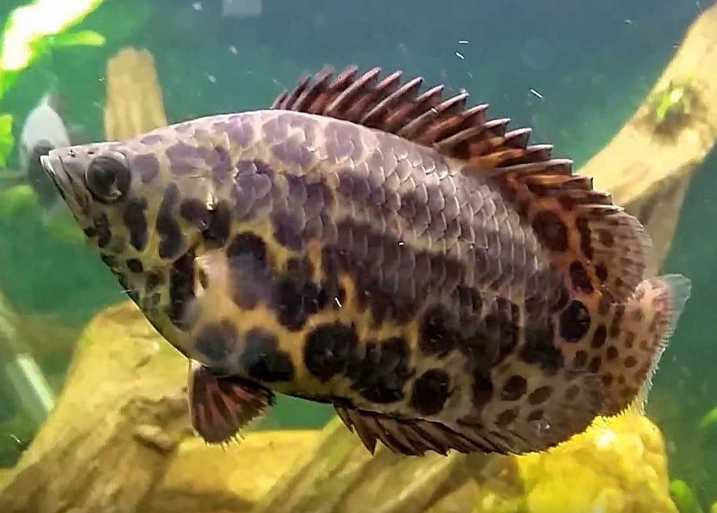 habitat do peixe leopardo