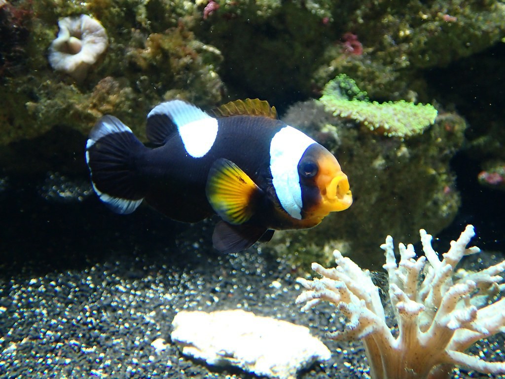 habitat do peixe palhaco de sela