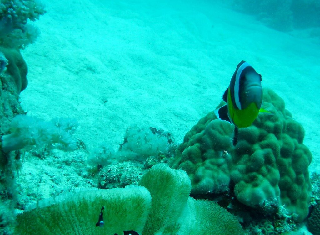habitat do peixe palhaco mauriciano