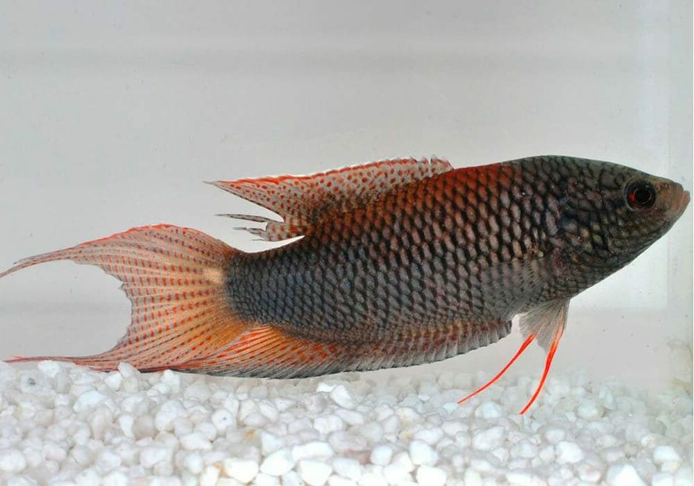 habitat do red-backed paradise fish