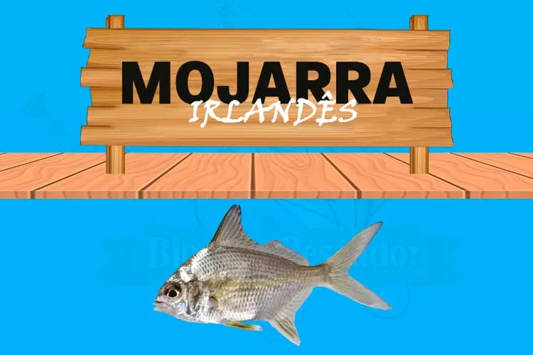 mojarra irlandês