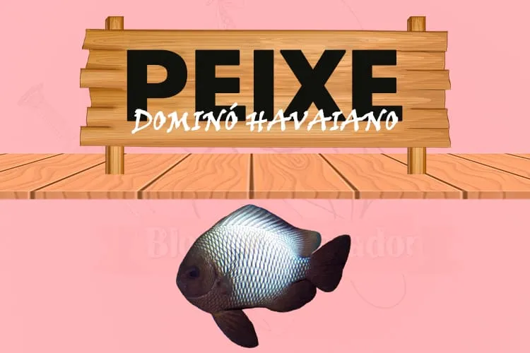 peixe domino havaiano