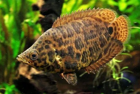 peixe leopardo