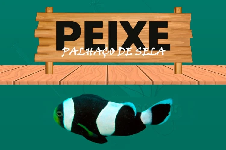 peixe palhaço de sela