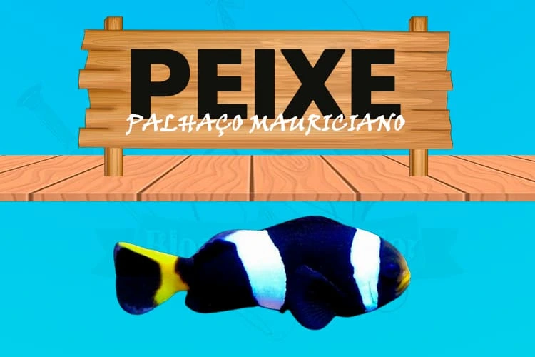 peixe palhaço mauriciano