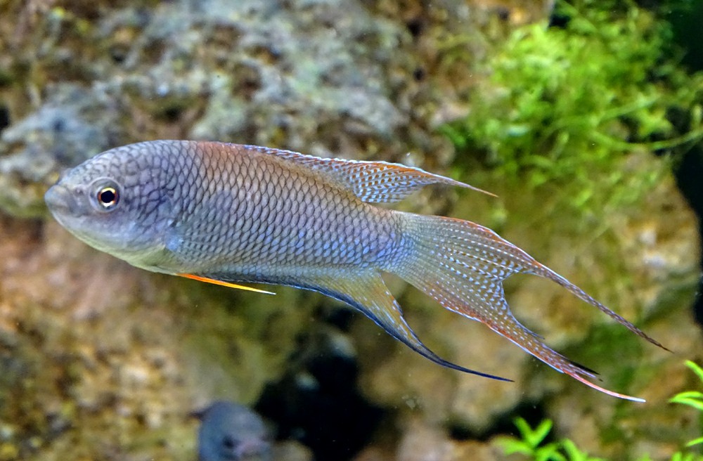 red-backed paradise fish