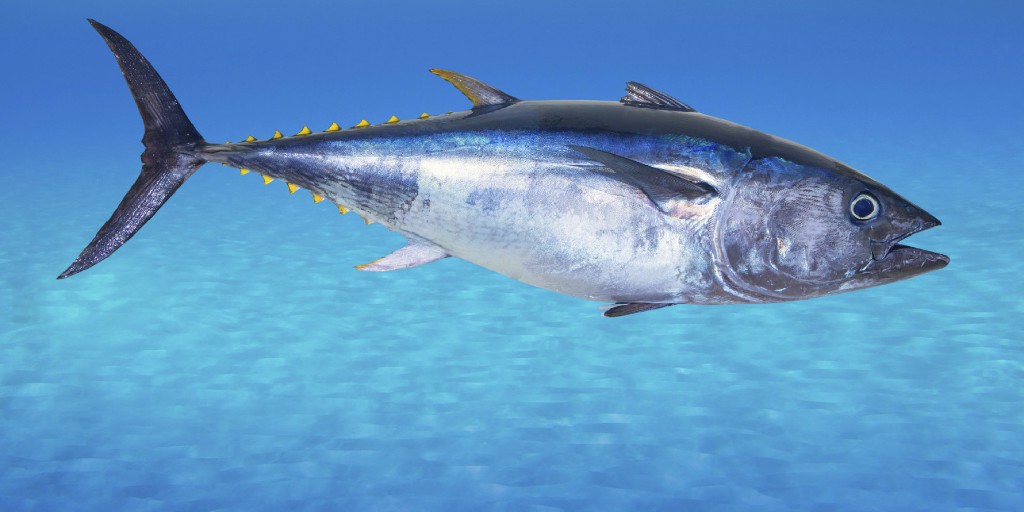 reproducao do atum-foguete