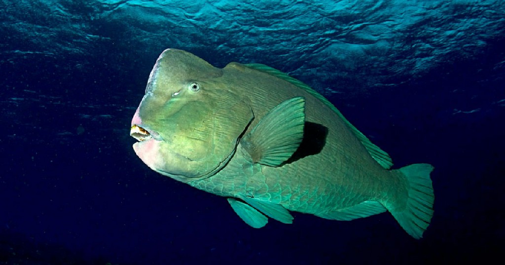 reproducao do bumphead parrotfish