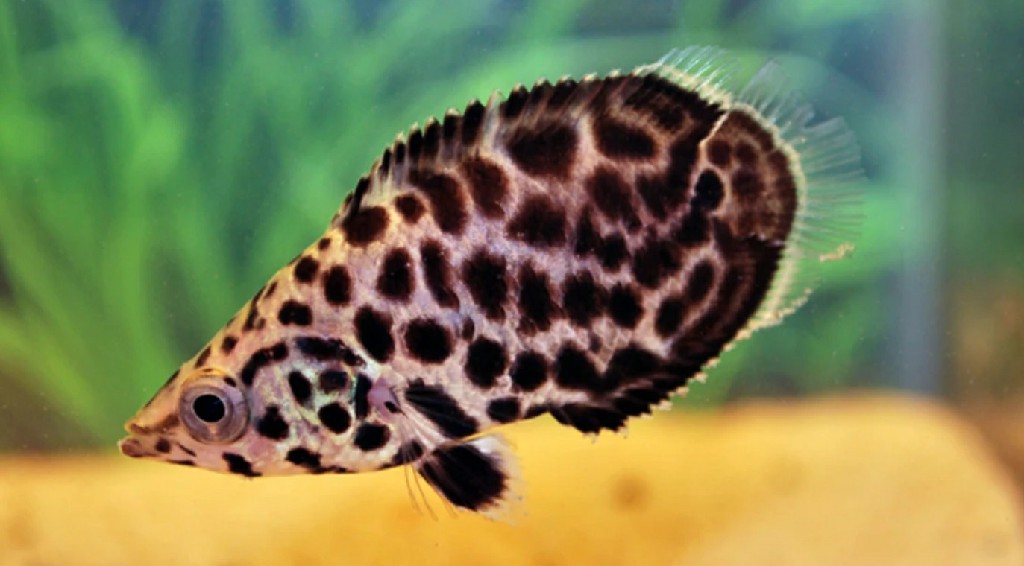 reproducao do peixe leopardo