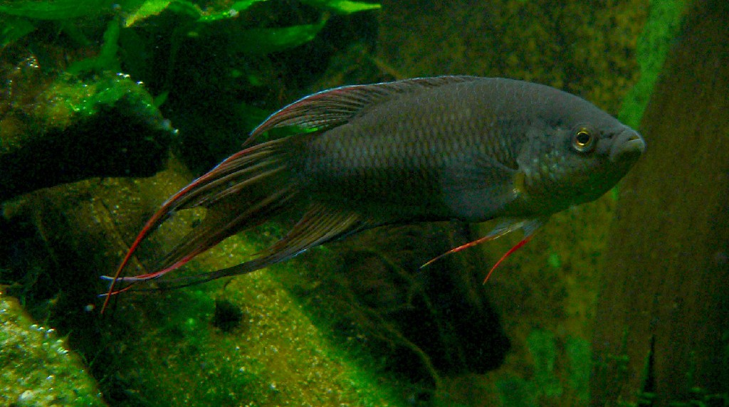 reproducao do red-backed paradise fish