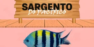 sargento do pacífico