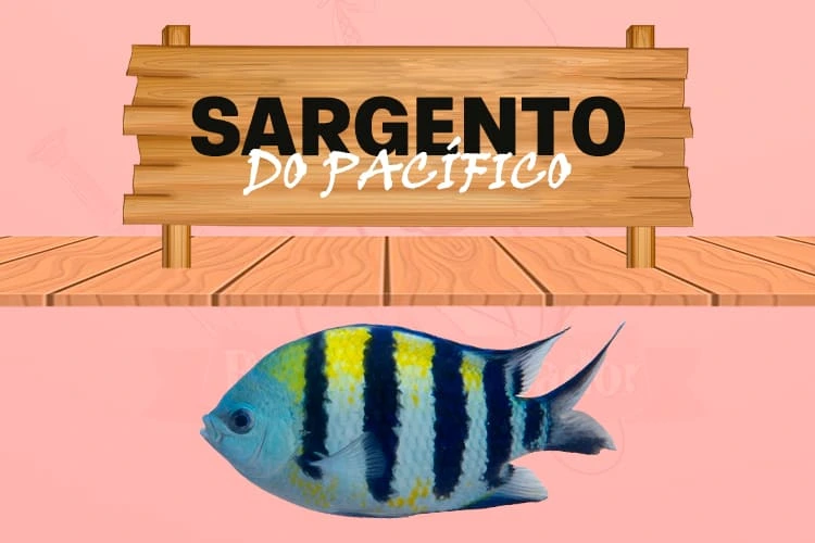 sargento do pacífico