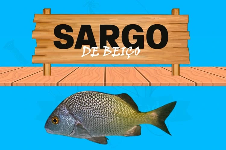 sargo de beiço