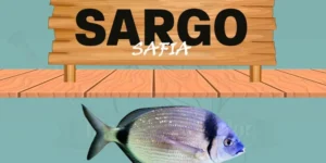 sargo safia