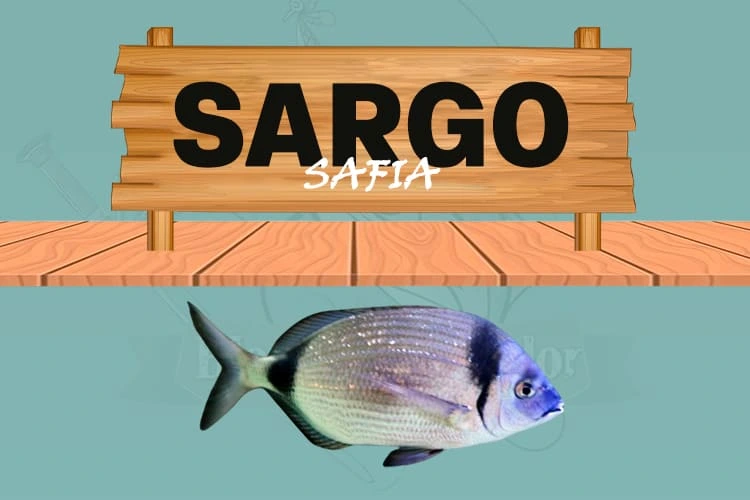 sargo safia